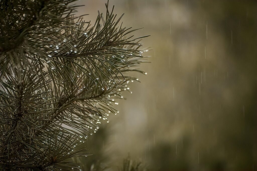 Rain – A Gift of Nature