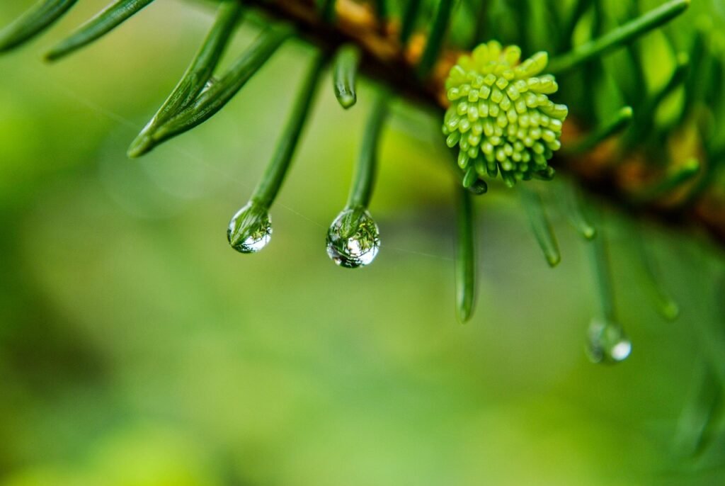 Rain – A Gift of Nature