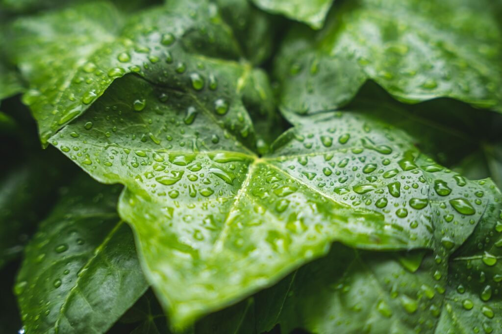 Rain – A Gift of Nature