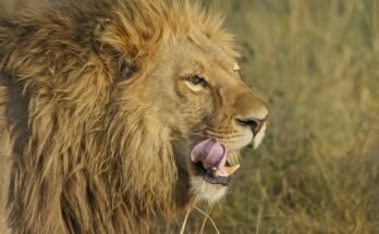 The Lion – The King of the Jungle