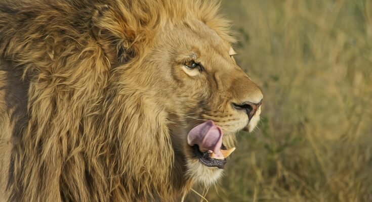 The Lion – The King of the Jungle