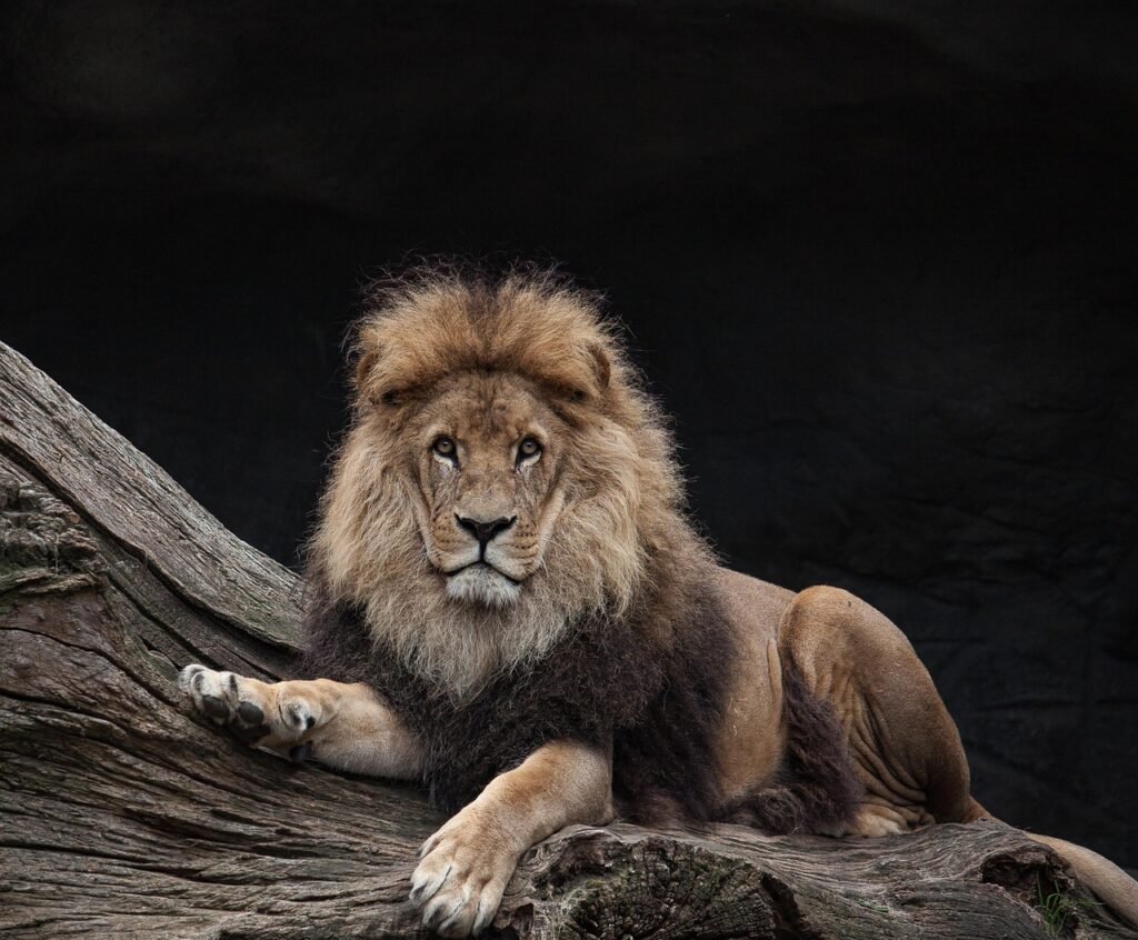 The Lion – The King of the Jungle