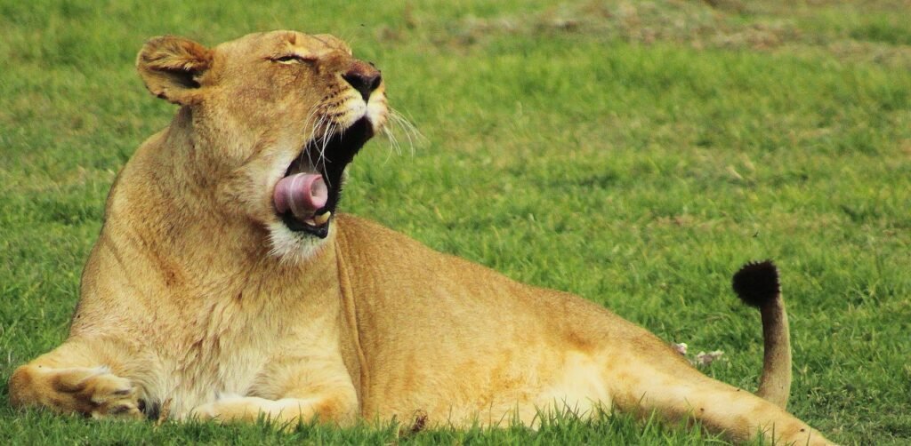 The Lion – The King of the Jungle