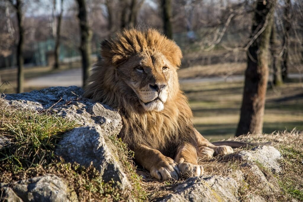 The Lion – The King of the Jungle